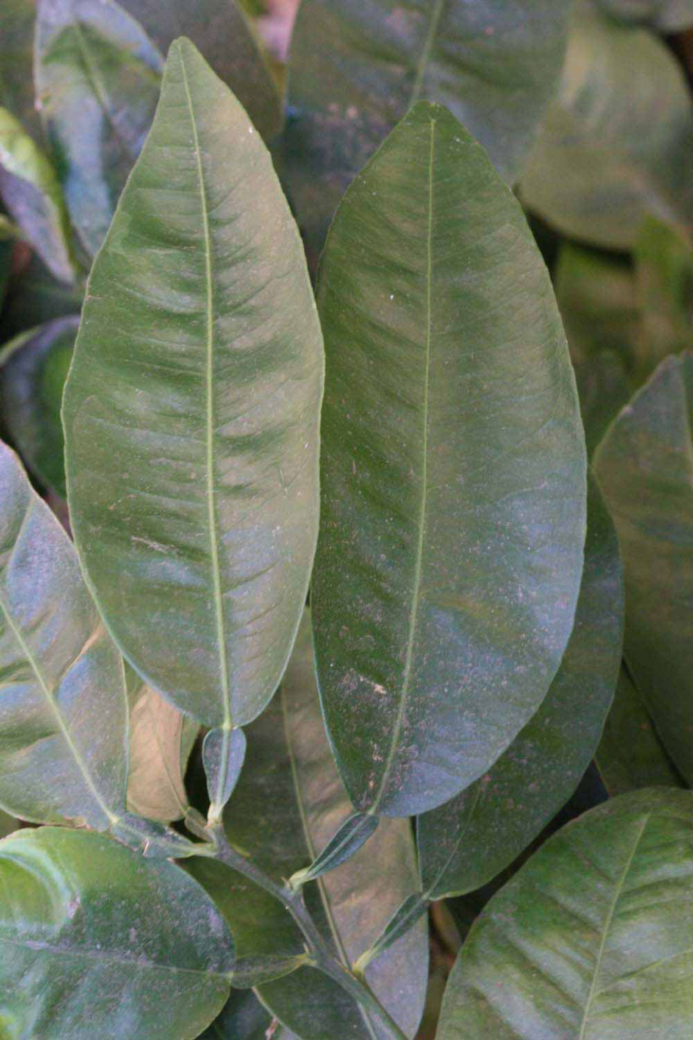              Unifoliolate leaf (Riverside, CA)       